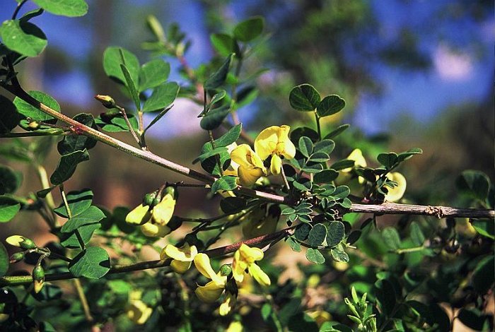 Colutea arborescens